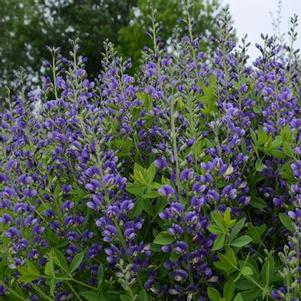 Baptisia x Decadence® 'Blueberry Sundae'