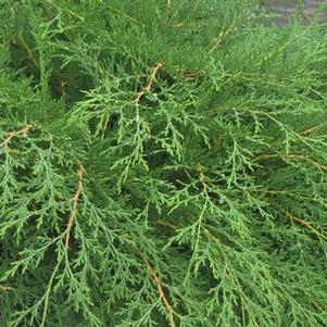 Microbiota decussata