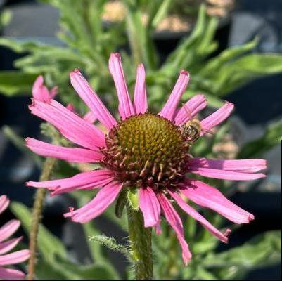 Echinacea pallida Hula Dancer