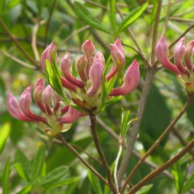 Rhododendron periclymenoides (nudiflorum)