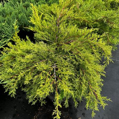 Juniperus x pfitzeriana (syn. chinensis) Old Gold