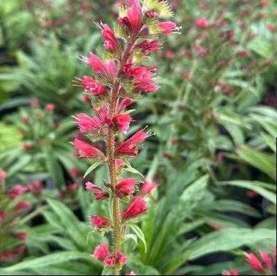 Echium amoenum Red Feathers