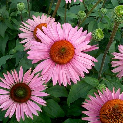 Echinacea x Ruby Giant