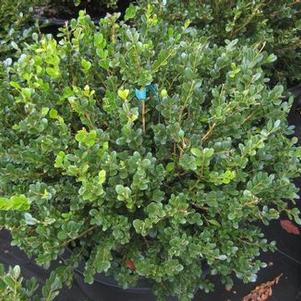 Buxus microphylla var. koreana Winter Gem