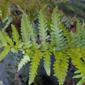 Dryopteris filix-mas