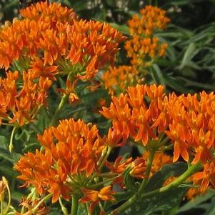 Asclepias tuberosa